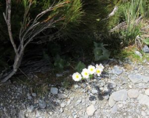 Hooker Valley Track - Mount Cook New Zealand - flowers